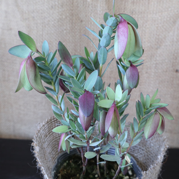 レア植物♡ピメレア フィソディス♡ウエディングベル♡麻巻き レア植物♡ピメレア フィソディス♡ウエディングベル♡麻巻き