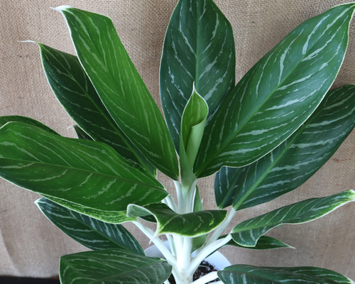 その他観葉植物 moomooo 0_c20c9f28762fbaf6e6eeafbc88b3