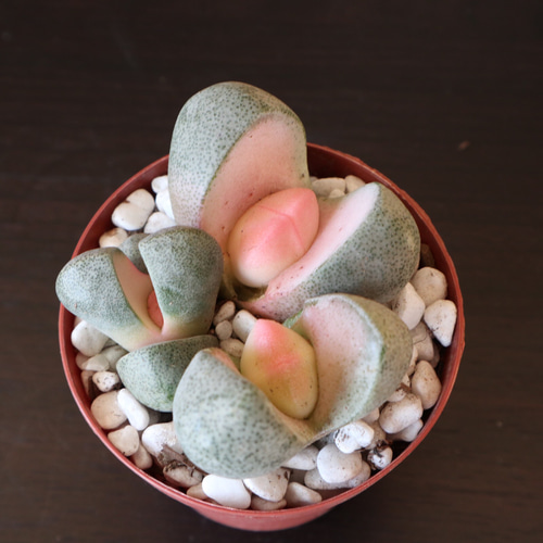 祝♡令和の桃太郎♡プレイオスピロス♡多肉植物♡ポットごと♡ アート