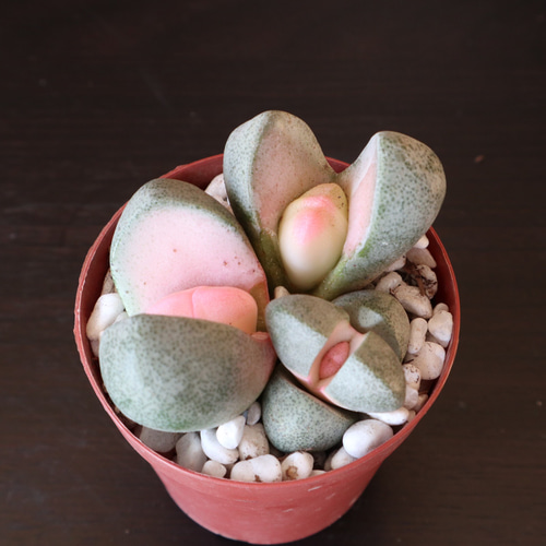 祝♡令和の桃太郎♡プレイオスピロス♡多肉植物♡ポットごと♡ アート