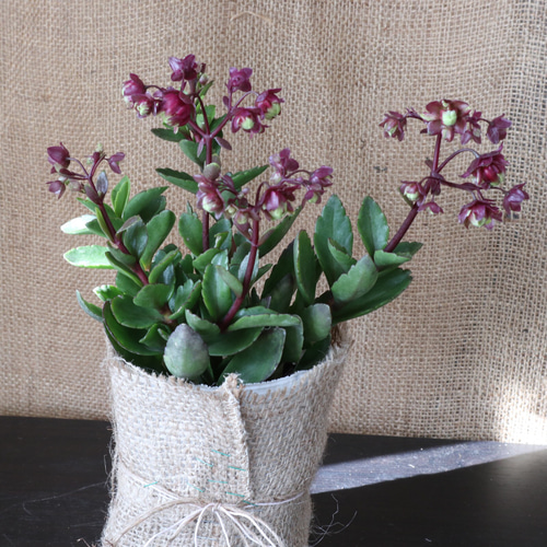 八重咲き♡カランコエ♡サニーデイ♡多肉植物♡麻巻き♡ アート