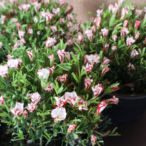 (ᵔᴥᵔ)かわいいお庭♡紫陽花　八重咲き♡挿し穂♡アンティーク好きなカラー♡ ᵔᴥᵔ)かわいいお庭♡紫陽花 八重咲き♡挿し穂♡アンティーク好きな