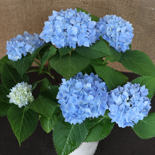 も*子様 【訳あり品】　アジサイ　育成用株　4寸22ポット　紫陽花 霧島の恵 も*子様 【訳あり品】 アジサイ 育成用株 4寸22ポット 紫陽花