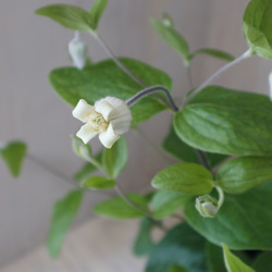 高級宿根草♡クレマチス♡コアクチリス♡母の日♡ポットごと♡ アート