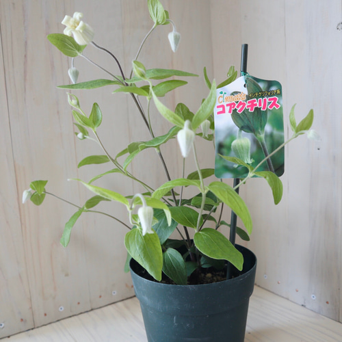 高級宿根草♡クレマチス♡コアクチリス♡母の日♡ポットごと♡ アート