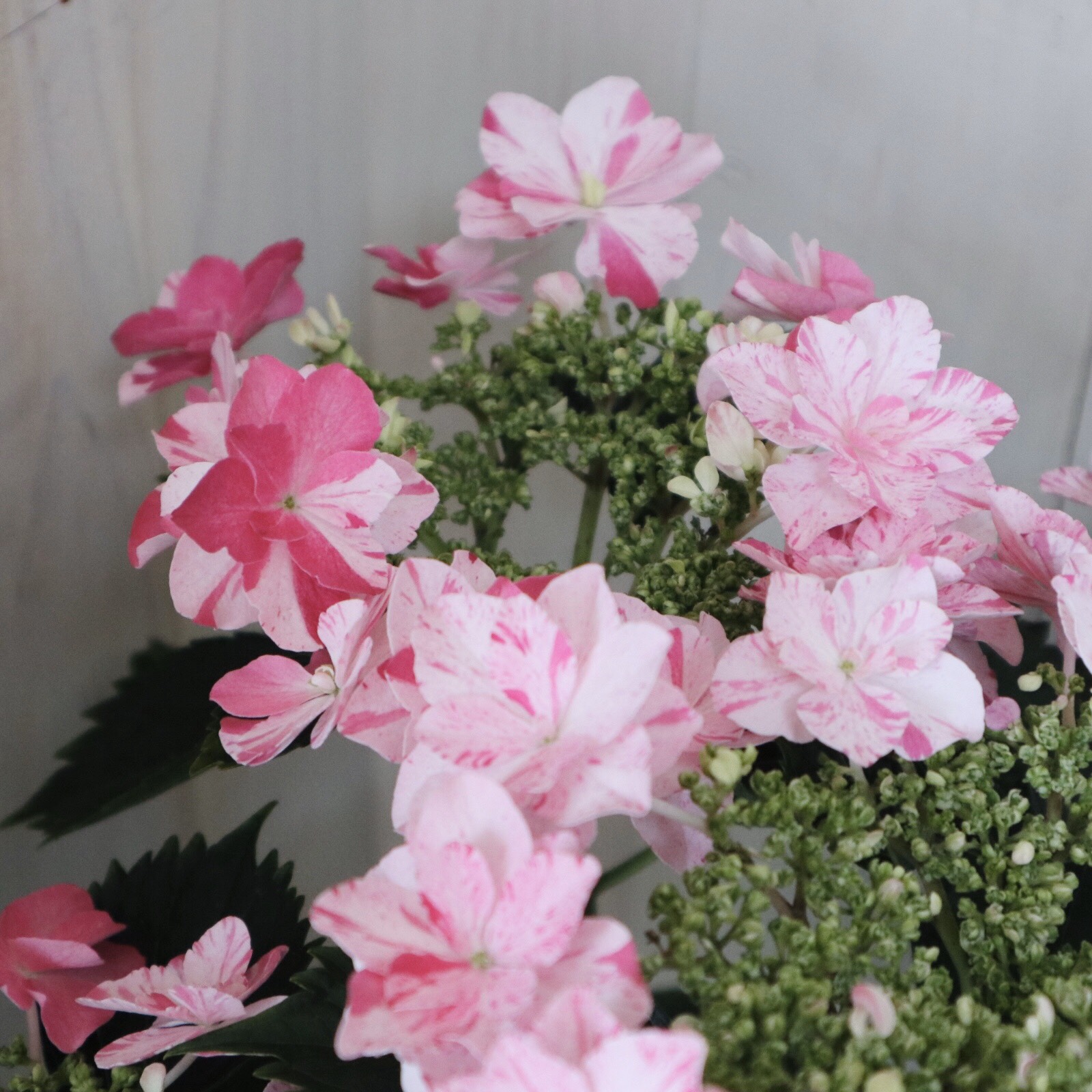 ネムアメリカンフラワー花瓶付き紫陽花と桜 楽天市場】日本製 山治陶苑 志野 8号花瓶 桜紅葉 和柄 和風 花器