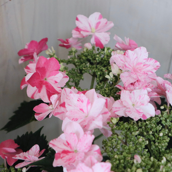 絞り模様♡紫陽花♡衣純千織♡ピンク♡母の日♡ギフト♡ アート
