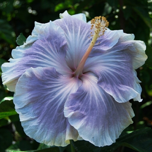 ハイビスカス 超レア品種♡ハイビスカス♡タヒチアンプリンセス♡6号ポット♡ アート