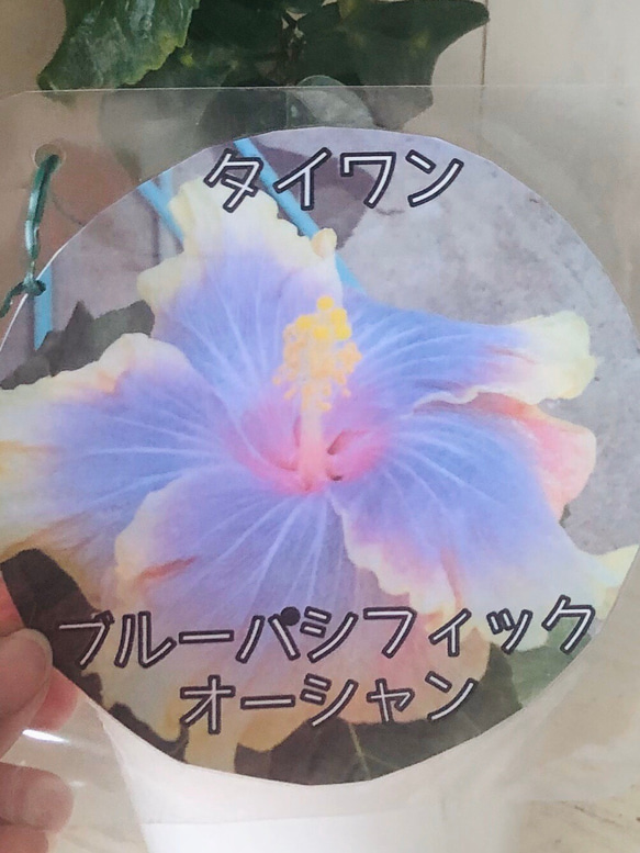 ハワイの名花ハイビスカスとプルメリアが色鮮やかないワンピース 超レア品種♡ハイビスカス♡タイワン・ブルーパシフィック
