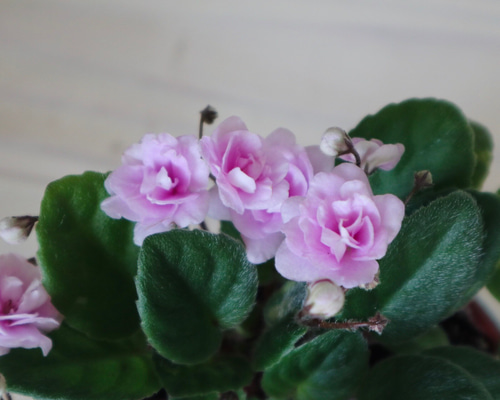 0_f06660f01566cc7f2d5163ef7a9d