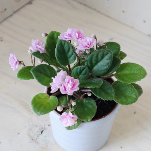 八重咲き♡ミニセントポーリア♡ピンク♡ポットごと♡ アートフラワー