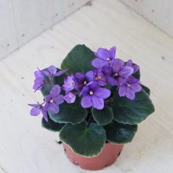 室内花の女王♡セントポーリア♡パープル♡観葉植物♡ 2枚目の画像