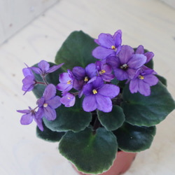 室内花の女王♡セントポーリア♡パープル♡観葉植物♡ 3枚目の画像