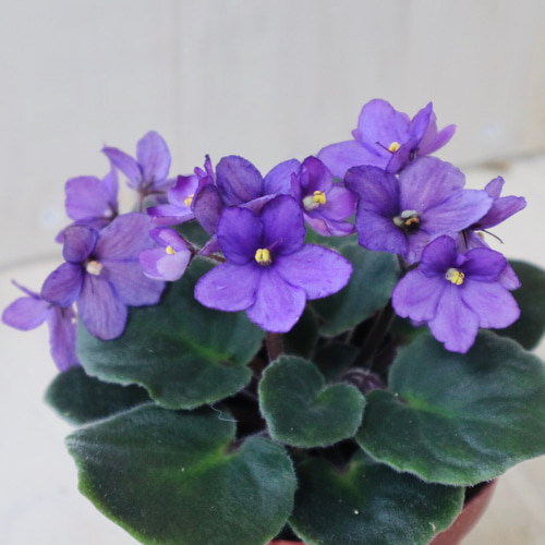 室内花の女王♡セントポーリア♡パープル♡観葉植物♡ アートフラワー