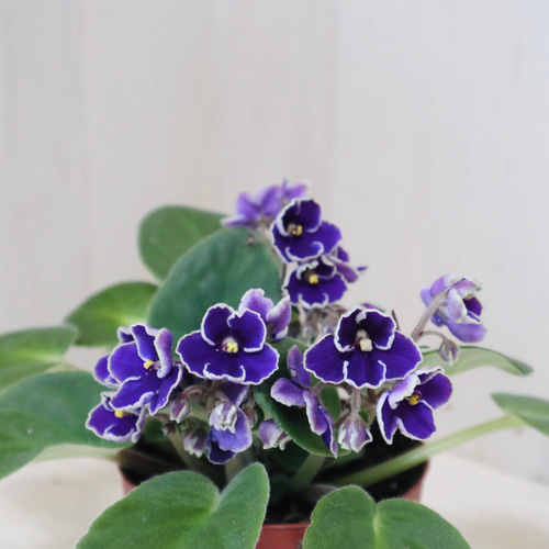 室内花の女王♡セントポーリア♡バイカラー♡観葉植物♡ アート