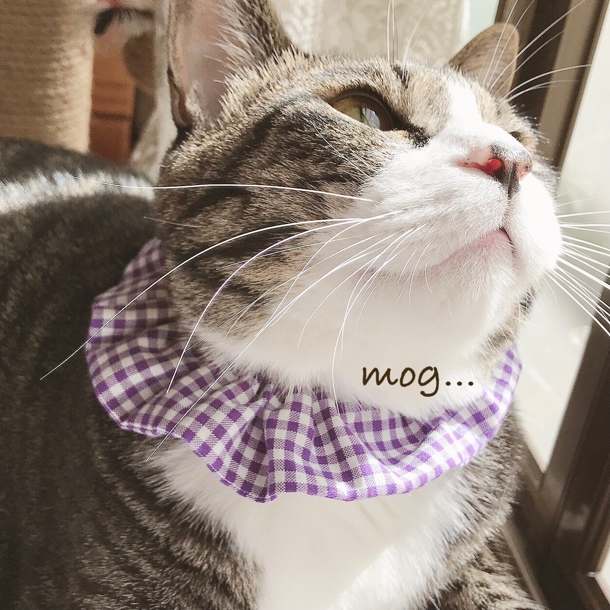 パープル(②)、わんちゃん猫ちゃん用襟付き首輪