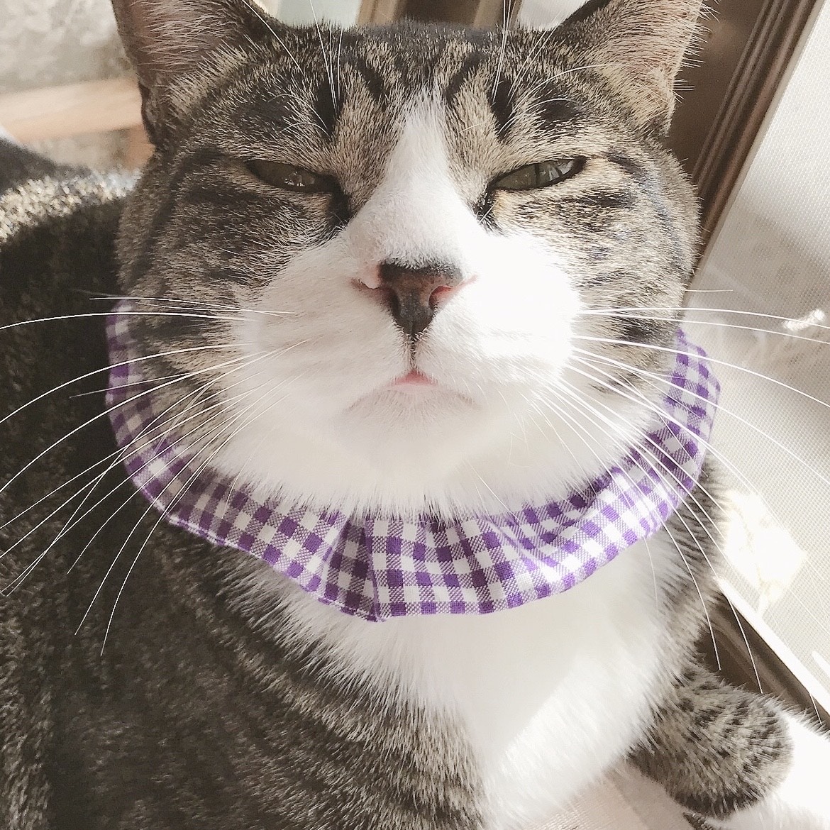 幅広シュシュ、ハロウィン(パープル②)わんちゃん猫ちゃん用 首周り