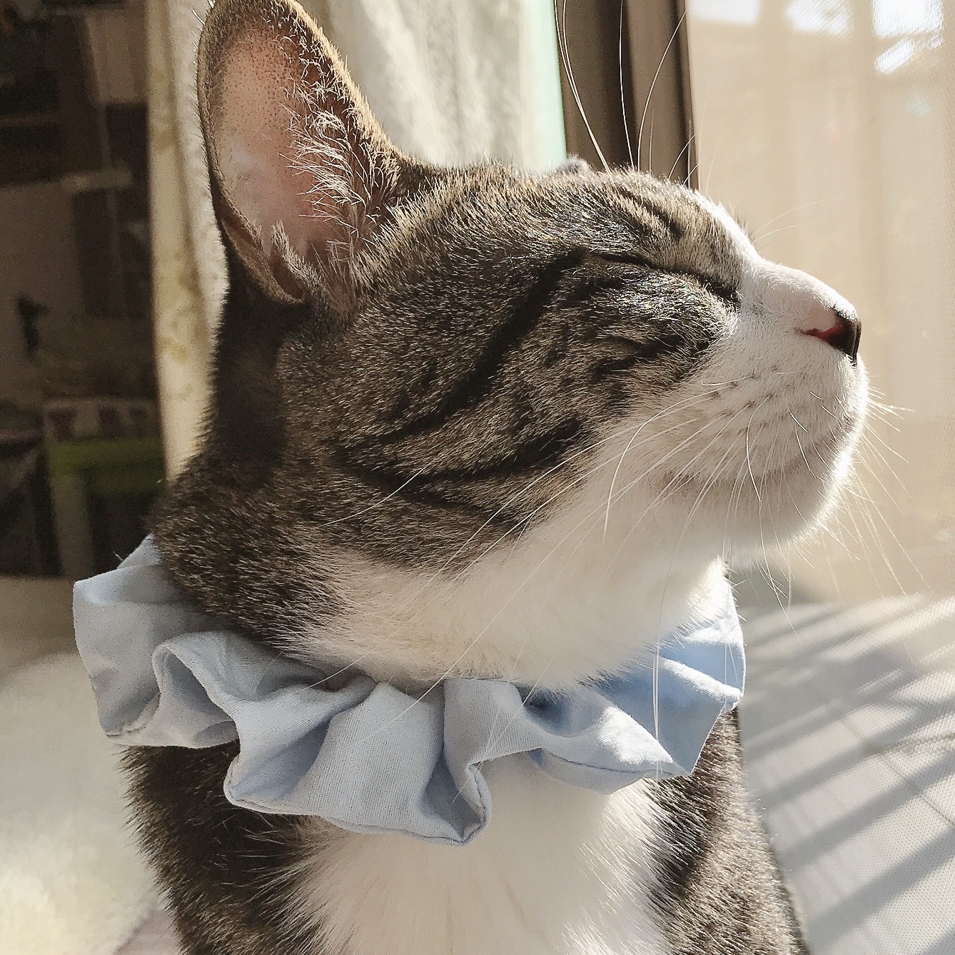 シュシュ首輪(ハロウィンC) 猫 首輪 シュシュ かわいい
