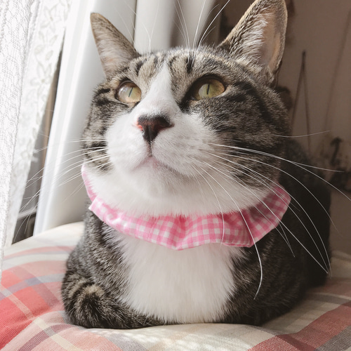 ピンクギンガムチェック猫シュシュ首輪 リード・首輪 mog 通販