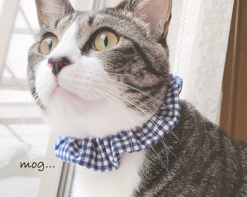 ブルーギンガムチェックわんちゃん猫ちゃん用襟付き首輪 ブルーギンガムチェックわんちゃん猫ちゃん用襟付き首輪