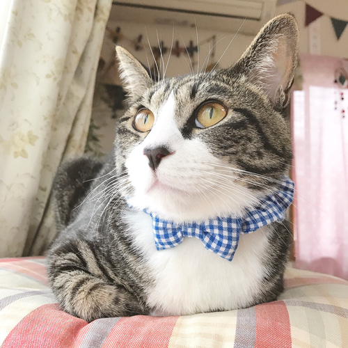 ブルーギンガムチェック猫シュシュ首輪 リード・首輪 mog 通販