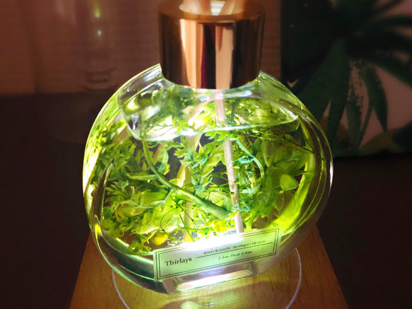 【Creema限定送料無料！癒しのグリーン】アロマの香りと植物の光のインテリア(3点セット) 6枚目の画像