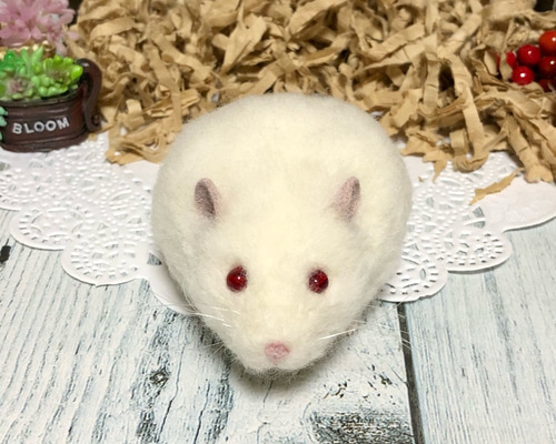 アルビノ ハムスター* (ジャンガリアン スノーホワイト キャンベル  