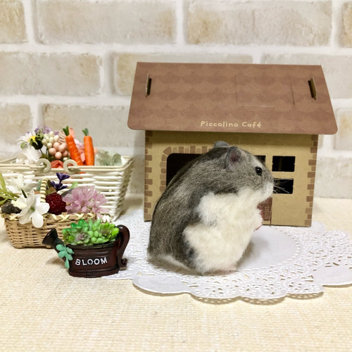 イチゴもぐもぐ* ノーマルカラー ジャンガリアンハムスター