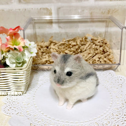 イチゴもぐもぐ* 大福みたいなパールホワイト ジャンガリアン