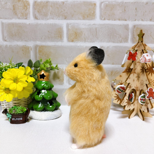 13.5cm 体型ふっくら♪少し首をかしげた *キンクマハムスター