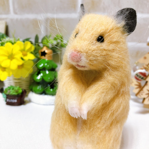 13.5cm 体型ふっくら♪少し首をかしげた *キンクマハムスターさん 