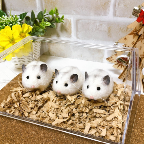 1匹ずつ単品販売】赤ちゃんハムスター *パールホワイト
