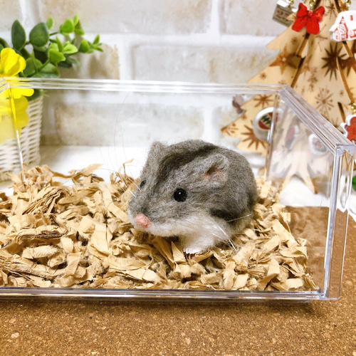 グレー系濃いめ*ノーマルカラー* ジャンガリアンハムスター 羊毛