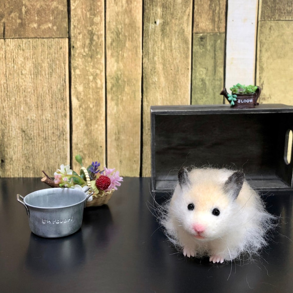 長毛(ロングヘアー)のゴールデンハムスター パールホワイト (羊毛