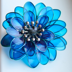 藍天藍色非洲菊胸花 第5張的照片
