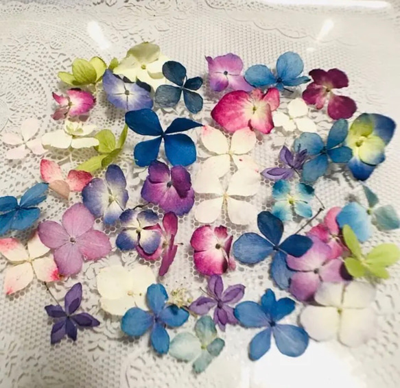 色々な 小さい 山紫陽花 50枚 あじさい ドライフラワー 素材 ハー  