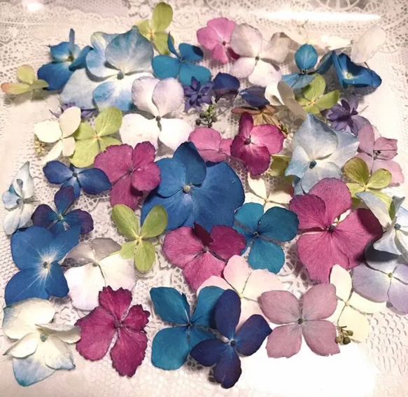 色々な あじさい ドライフラワー 50枚 山紫陽花 八重咲き  ハーバリウム レジン ジェルキャンドル 1枚目の画像