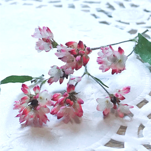 ミゾソバ 20個 ピンクの 小さな花 山野草 野の花 赤そば ドライ 
