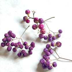 ムラサキシキブ 紫の実 小枝7〜8本 ドライフラワー ハーバリウム スワッグ リース 素材 1枚目の画像