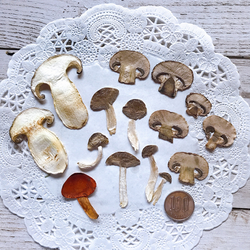 きのこ セット 押し野菜 15枚 押し花 ボタニカルキャンドル レジン