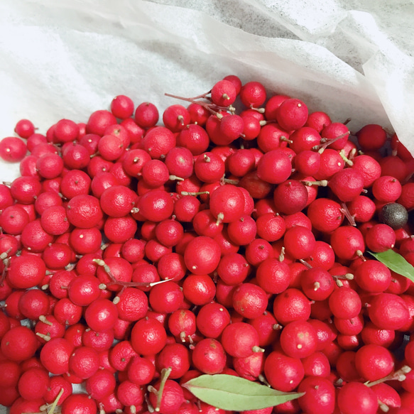 南天の実 50粒 真っ赤な実 ドライフラワー ハーバリウム スワッグ