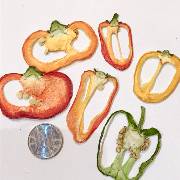 ミニパプリカ 10個 押し野菜 素材 押しフルーツ レジンアクセサリー アロマワックスバー ハーバリウム 2枚目の画像