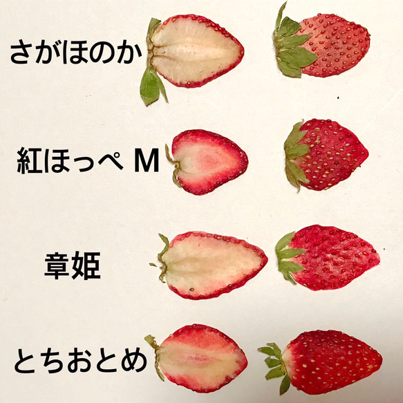 押しいちご ( 紅ほっぺ Mサイズ)  10枚 イチゴ レジン キャンドル 押し花素材 ドライフルーツ 4枚目の画像