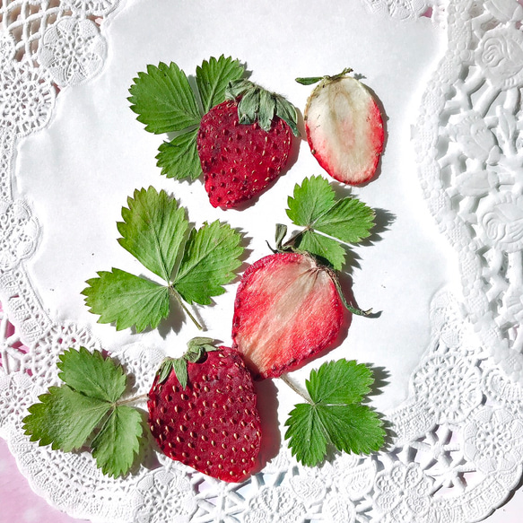 いちごの葉 10枚 苺 イチゴ ラズベリー レジン 素材 押し花 花材 押しいちご 押しフルーツ 2枚目の画像