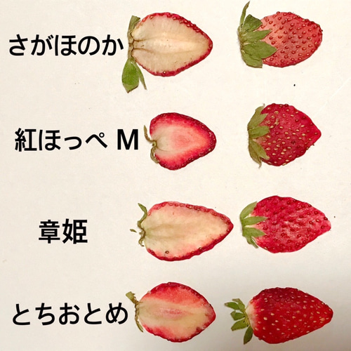 押しいちご ( 紅ほっぺ つぶつぶ Sサイズ) 10枚 イチゴ ハー