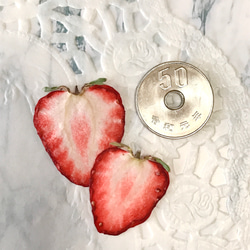 押しいちご ( 紅ほっぺ Sサイズ)  12枚 イチゴ 押し花素材 ハーバリウム レジン ドライフルーツ 2枚目の画像