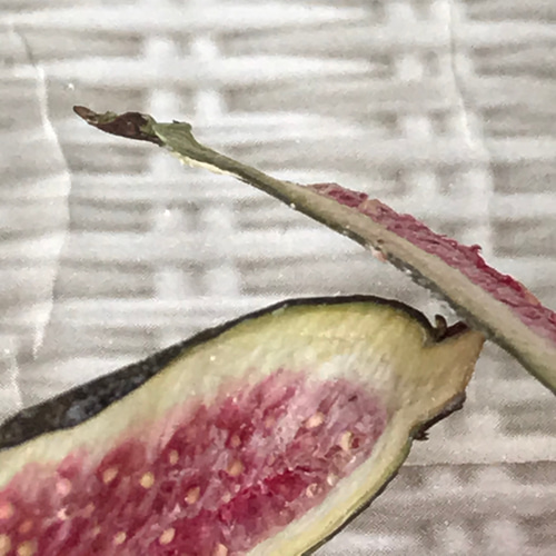 イチジク：ショートブリッジ6号鉢植え の通販 | 園芸ネット