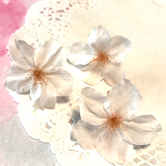 桜 プリザーブドフラワー  (ソメイヨシノ) 桜色 ピンクの花 ドライフラワー ハーバリウム レジン キャンドル 素材 2枚目の画像