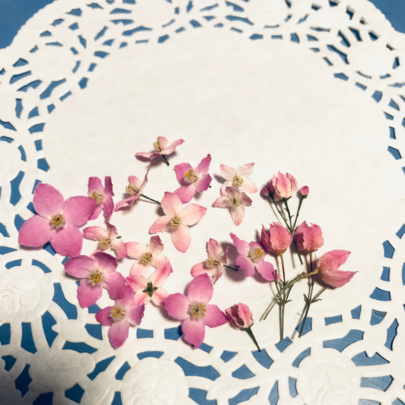 ボロニア ピナータ ピンクの花 ドライフラワー 20個 ハーバリウム レジン ジェルキャンドル 素材 1枚目の画像