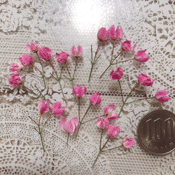 ボロニア ピナータ ピンクの花 ドライフラワー 20個 ハーバリウム レジン ジェルキャンドル 素材 2枚目の画像